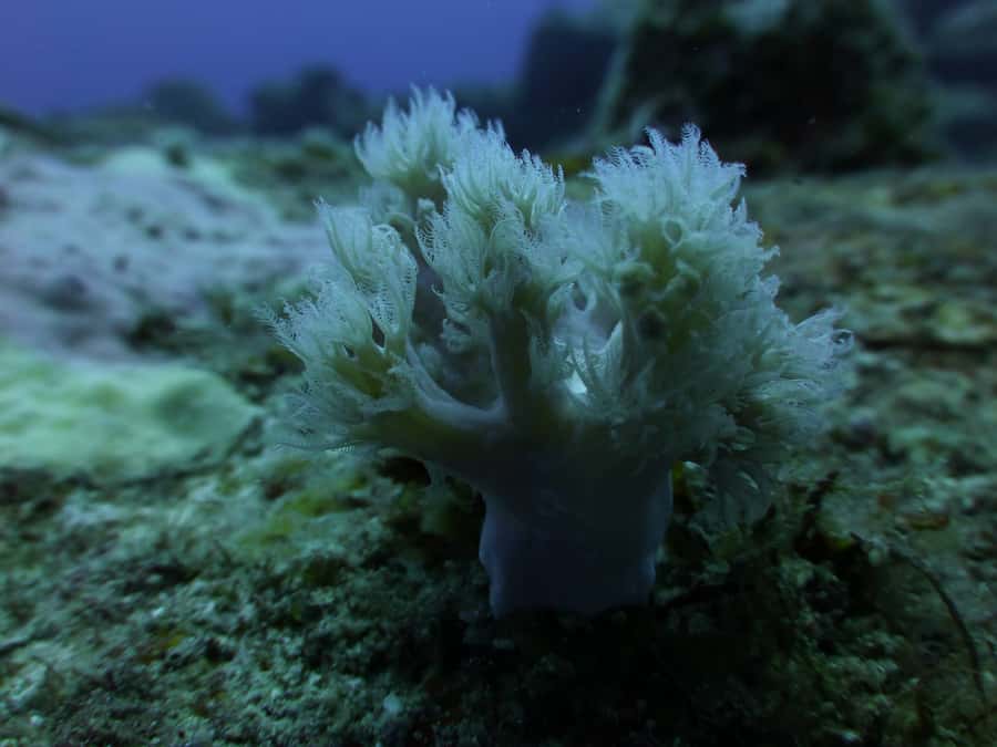 Tamarin Bay: Beginners Scuba Diving Experience - First-Time Scuba in Tamarin Bay: who it’s really for