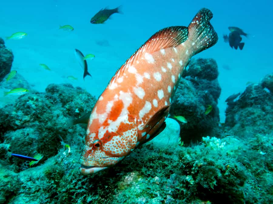 Tamarin Bay: Beginners Scuba Diving Experience - Safety and medical rules: read this part carefully