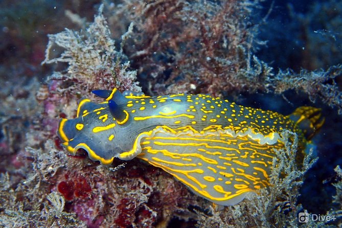 Taormina Scuba Diving Experience - The 8:30 am schedule and the 3-hour reality check
