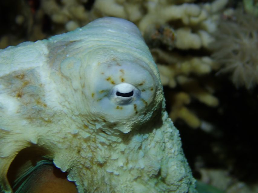 Tenerife: 2-Dive Private Scuba Discovery Course - What Your Instructor Teaches During the Course