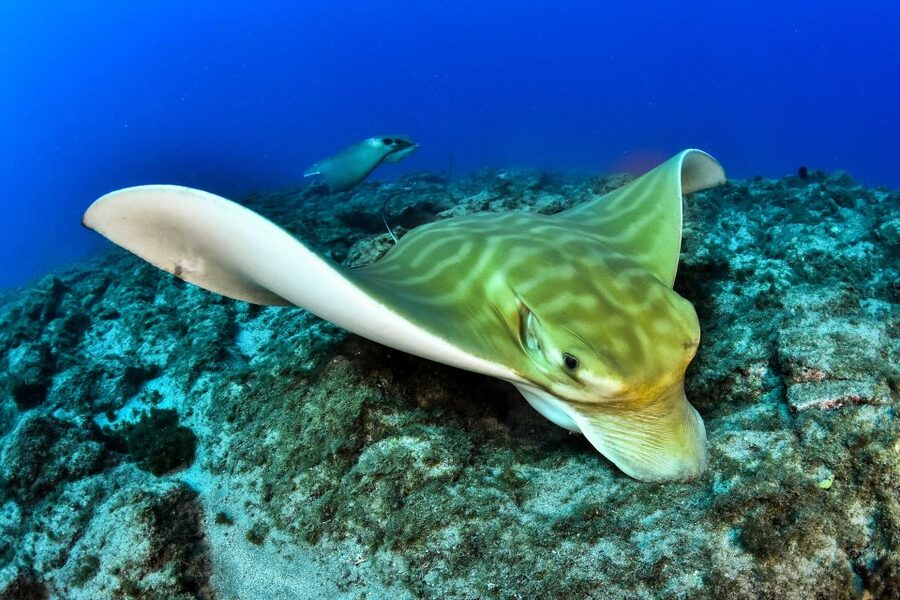 Tenerife: 2-Dive Private Scuba Discovery Course - DSD / Basic Certification: 12 Meters with an Instructor Worldwide