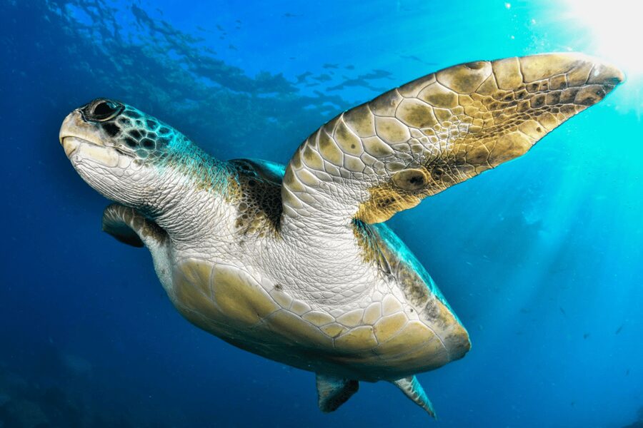Tenerife: 2-Dive Private Scuba Discovery Course - Duration, Comfort, and Who Should Skip This