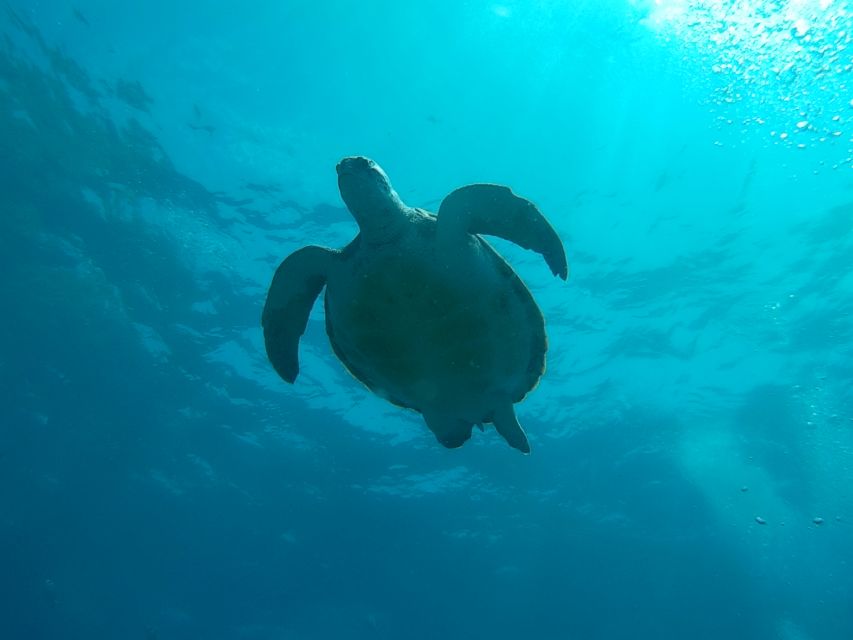 Tenerife: 2 Diving Sessions for Certified Divers - Key things that make this Tenerife outing work