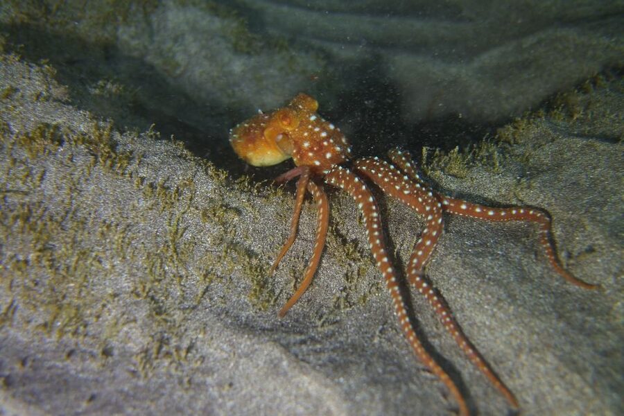 Tenerife: 2 Diving Sessions for Certified Divers - Safety, gear checks, and a guide who keeps things calm