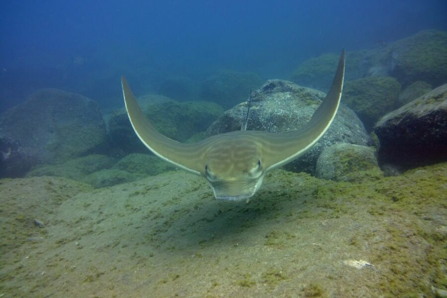 Tenerife: 2 Diving Sessions for Certified Divers - What’s included (and what you’ll pay for separately)