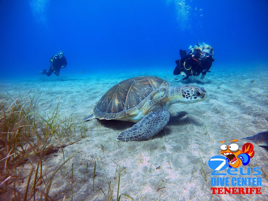 Tenerife: Abades Beach Beginner Diving Experience - Key things that make this Abades experience work