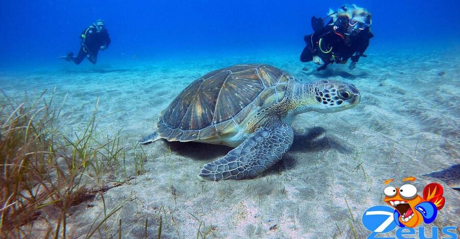 Tenerife: Abades Beach Beginner Diving Experience - Abades Bay in Tenerife: why it’s so good for first-time scuba
