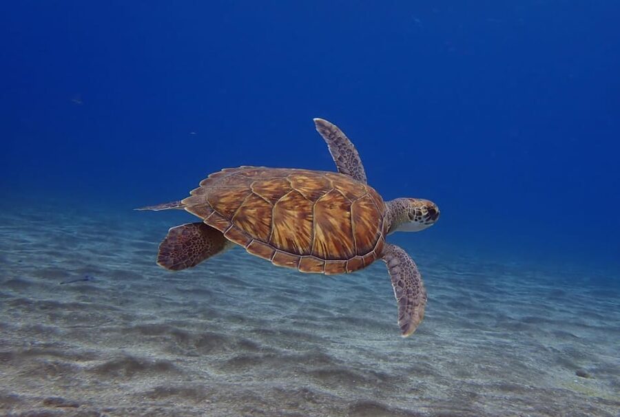 Tenerife: Abades Beach Beginner Diving Experience - Gear and instruction: what “max 2 per instructor” really means
