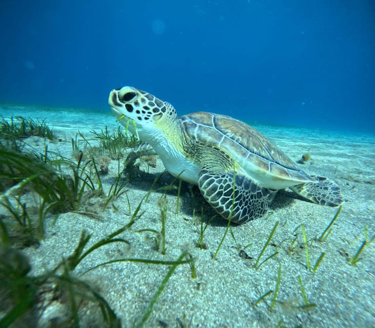 Tenerife: Abades Beach Beginner Diving Experience - What you might see: fish schools, sleeping octopus, turtles, and more