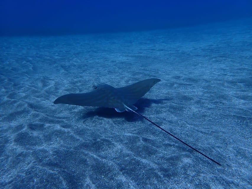 Tenerife: Abades Beach Beginner Diving Experience - Getting to Playa Abades: south Tenerife pickup makes it easier