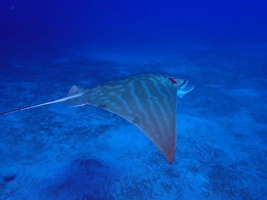 Tenerife: Abades Beach Beginner Diving Experience - Who this suits (and who should skip it)