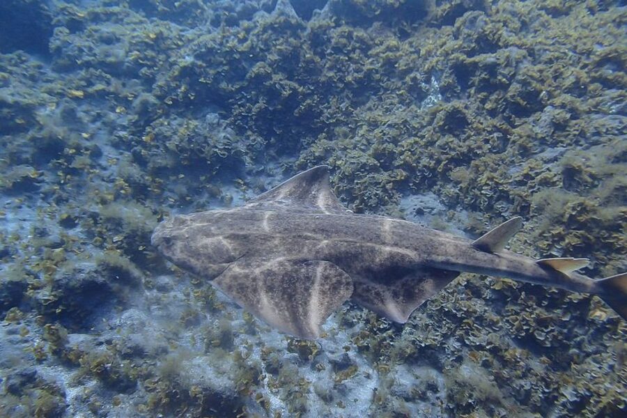 Tenerife: Abades Beach Beginner Diving Experience - The 3-hour flow: safety first, then reef time, then snorkeling
