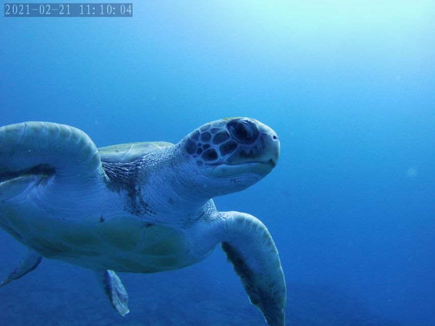 Tenerife: Beginner's Dive at a Spot with Turtle Sightings - The speedboat ride: a quick scenic start without the long haul