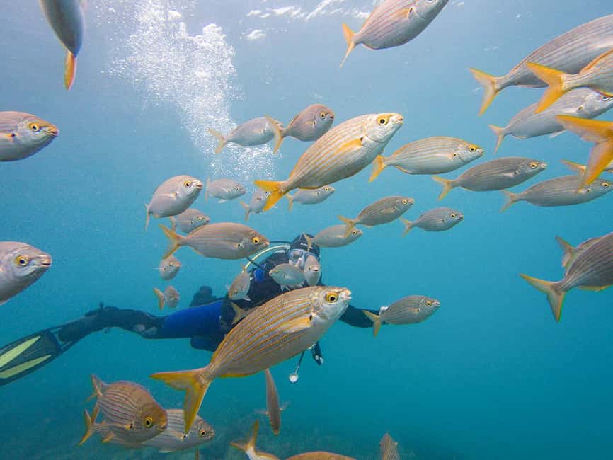 Tenerife: Beginner Scuba Dive Experience - Who This Works Best For (and Who Should Skip It)