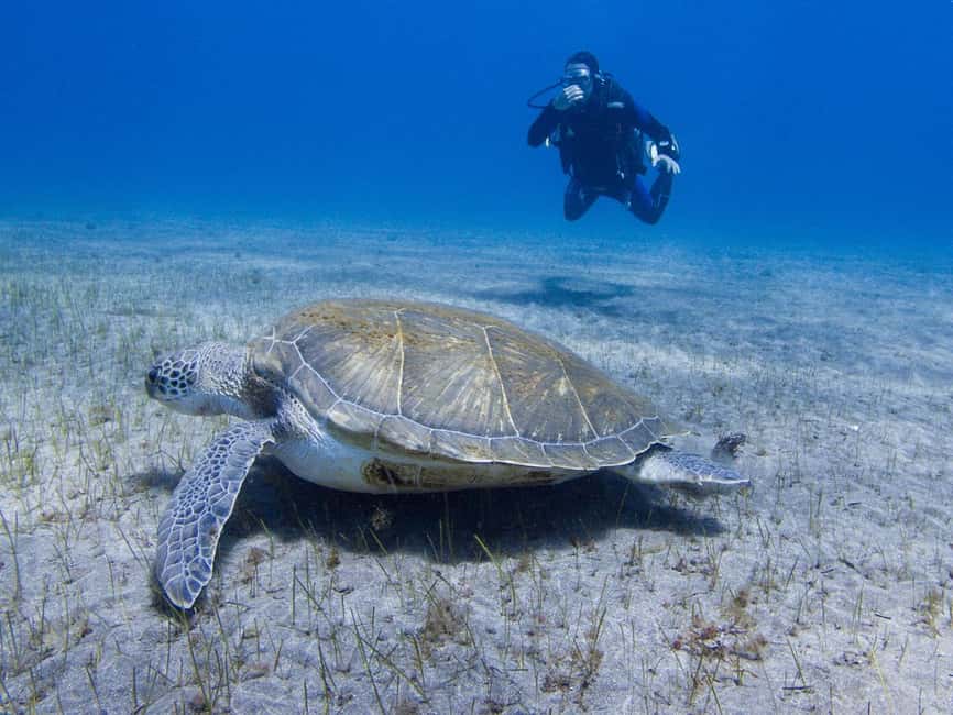 Tenerife: Beginner Scuba Diving Experience with Pickup - Where the day starts: El Fraile, Las Galletas area, and pickup options