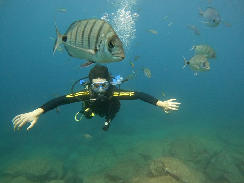 Tenerife: Beginners Scuba Dive Experience in Turtle Area - The beginner scuba session: up to 12 meters, short and controlled