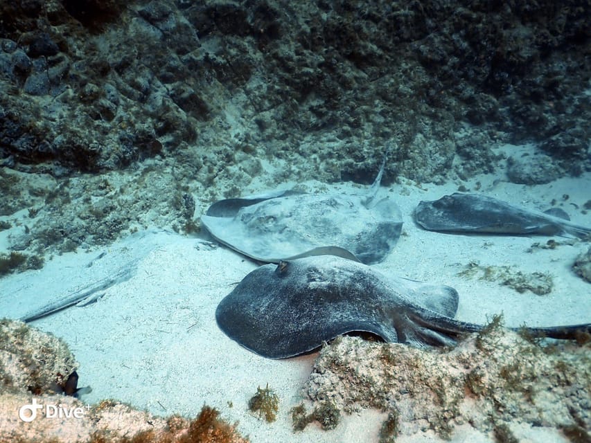 Tenerife: Beginners Scuba Dive Experience in Turtle Area - Snorkeling safari after scuba: a better chance to spot turtles and rays