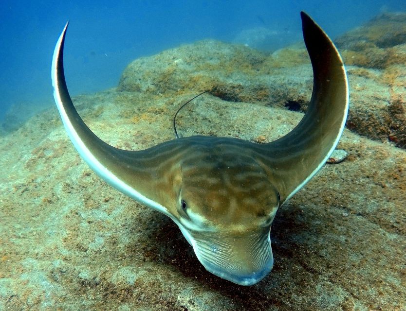 Tenerife: Beginners Scuba Dive Experience in Turtle Area - Price and what $85 really buys: value in included gear and insurance