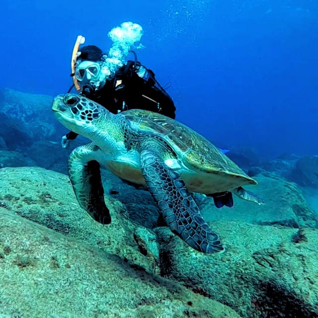 Tenerife: Beginners Scuba Dive Experience in Turtle Area - Who should book this beginner scuba + turtle-area snorkeling trip