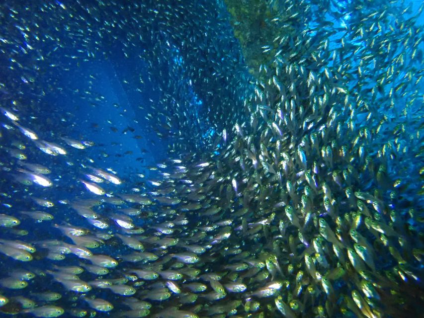 Tenerife: Costa Adeje Private Diving Lesson Experience - Meeting Point, Gear Prep, and What to Bring (So You’re Not Waiting Around)