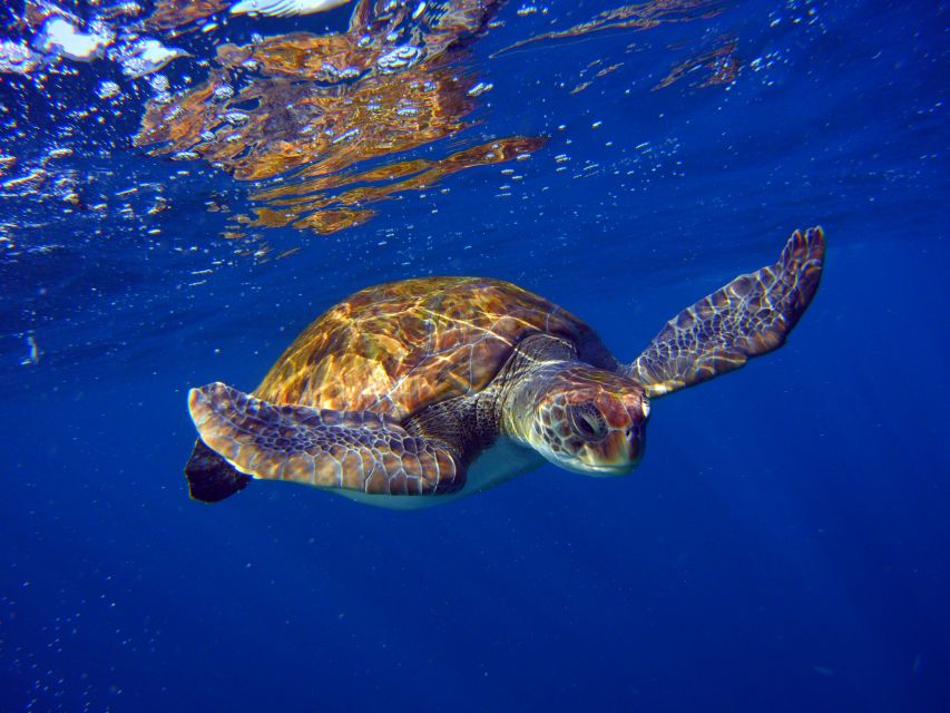 Tenerife: Discover Scuba Diving with Free Photos - Booking Advice: Small Choices That Make a Big Difference