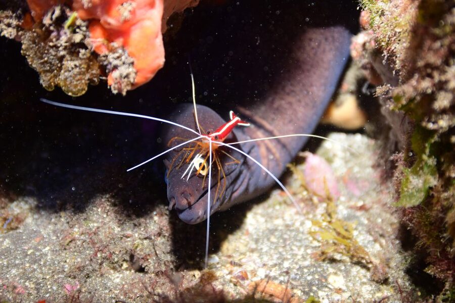 Tenerife: Discover Scuba Diving with Free Photos - Price and Value: Is $105 Worth It?