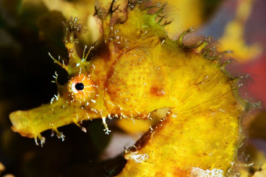 Tenerife: Discover Scuba Diving with Free Photos - Who This Experience Fits Best (and Who Should Skip It)