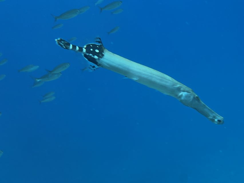 Tenerife : Diving License international in one day - Key things I’d bet on before you book
