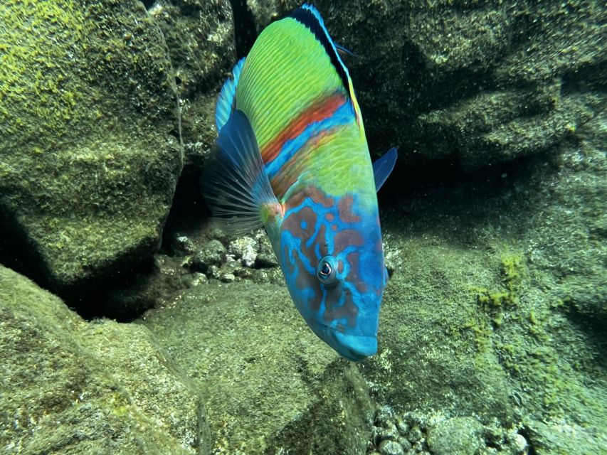 Tenerife : Diving License international in one day - Abades, Tenerife: a one-day path to a CMAS Scuba Diver license
