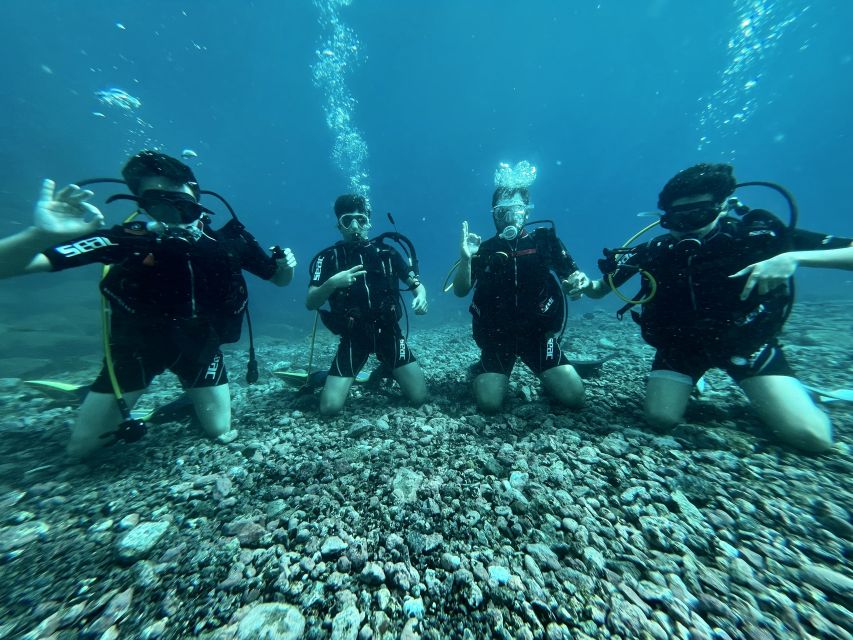 Tenerife : Diving License international in one day - Marine life in Tenerife: fish, starfish, and the sea turtle factor