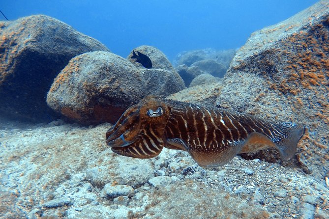 Tenerife First Time Scuba Dive – Turtle Habitat, Small Groups - The boat trip: short, fun, and built for calmer nerves