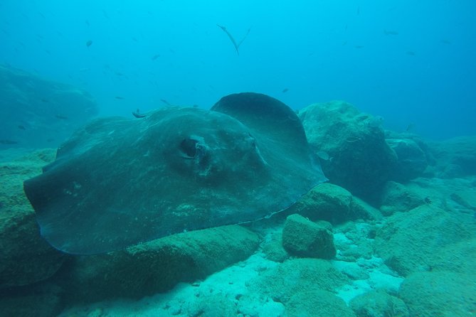 Tenerife First Time Scuba Dive – Turtle Habitat, Small Groups - Your 25–30 minute underwater session: controlled depth, real skill-building