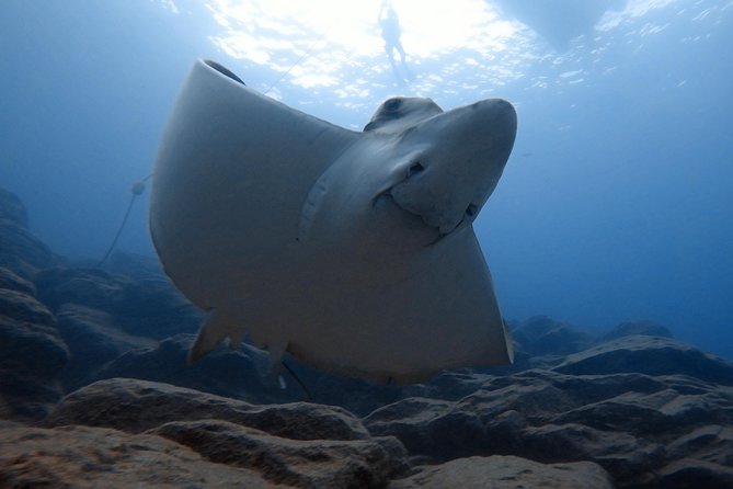 Tenerife First Time Scuba Dive – Turtle Habitat, Small Groups - Snorkeling safari after your lesson: warm lagoons and second chances