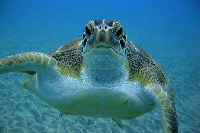 Tenerife First Time Scuba Dive – Turtle Habitat, Small Groups - Turtles, fish, and dolphins: how to set your expectations