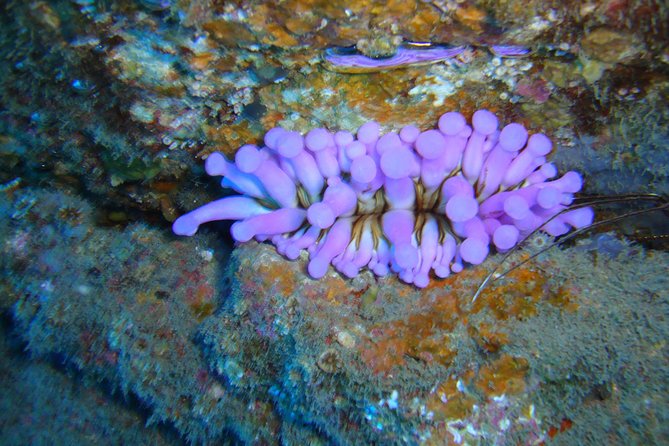 Tenerife First Time Scuba Dive – Turtle Habitat, Small Groups - Inside the PADI 5 Travel Sub center before you splash in