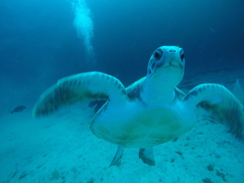 Tenerife : Private Dive for Beginners from a Boat - A 3-Hour Private First Scuba Session From the Boat