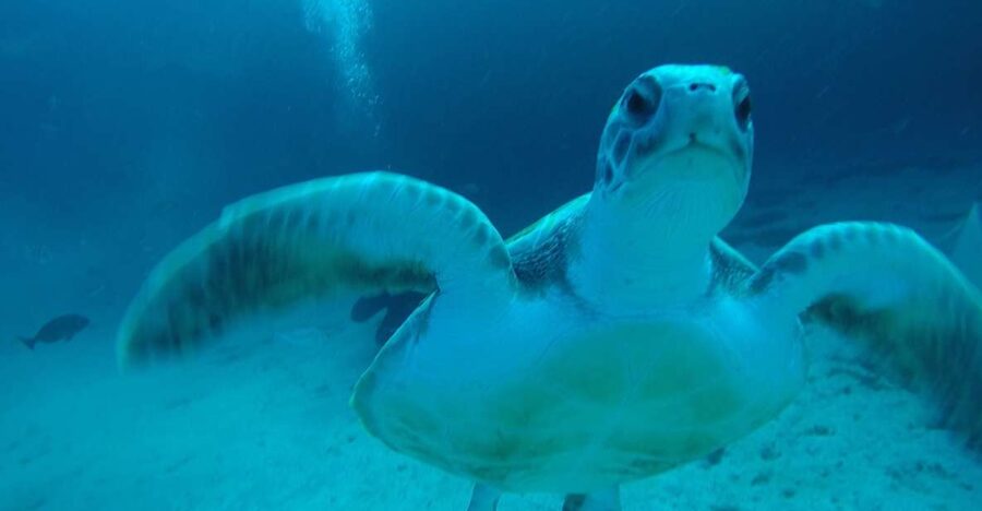 Tenerife : Private Dive for Beginners from a Boat - Getting Fitted With Beginner-Friendly Equipment