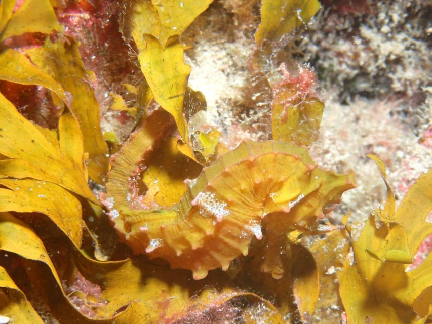 Tenerife : Private Dive for Beginners from a Boat - The Boat Ride: Quick, Calm, and Focused on Your Water Time