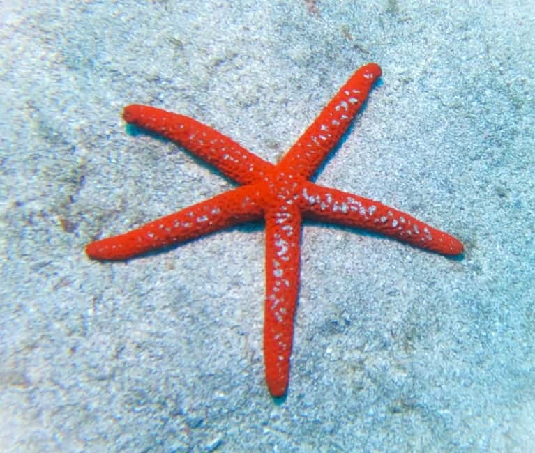 Tenerife: Private Scuba Diving–Certified Instructor & Photos - Should you book this private Tenerife scuba experience?