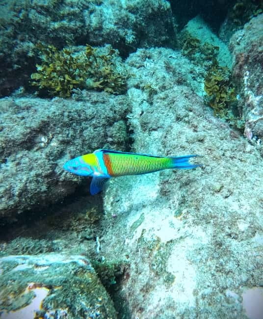 Tenerife: Private Scuba Diving–Certified Instructor & Photos - Your 2-hour underwater time: instruction that stays close