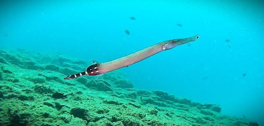 Tenerife: Private Scuba Diving–Certified Instructor & Photos - Price check: is $114 per person good value here?
