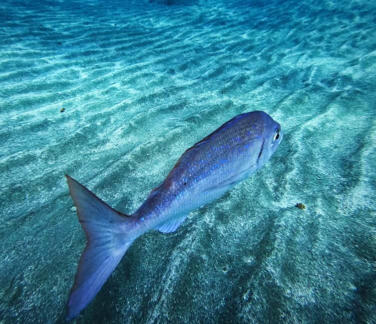 Tenerife: Private Scuba Diving–Certified Instructor & Photos - Los Cristianos pickup and the “easy start” schedule