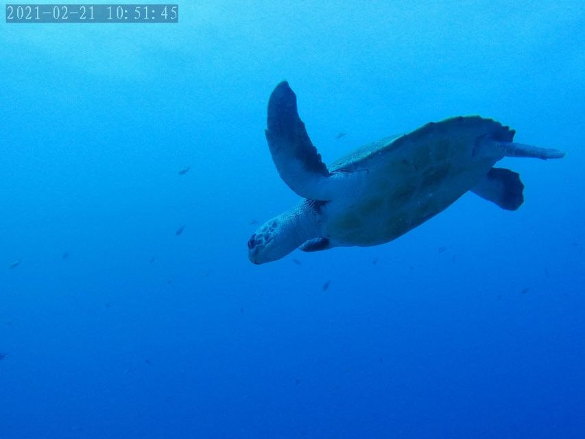 Tenerife: Puerto Colon Certified Scuba Dive by Speed Boat - Gear-up time: wetsuit, mask, BCD, regulator, and weight belts