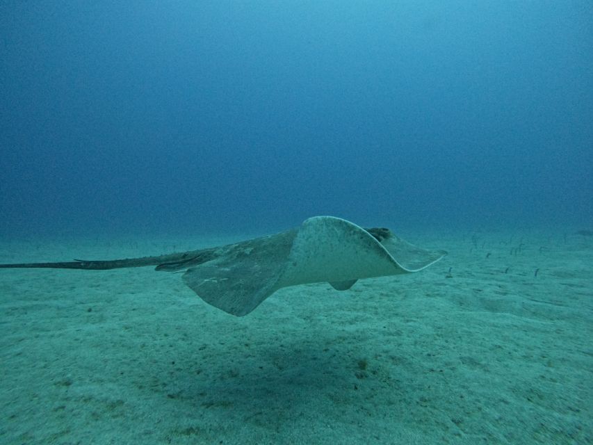 Tenerife: Puerto Colon Certified Scuba Dive by Speed Boat - Up to 20 underwater spots: why the plan can change day to day