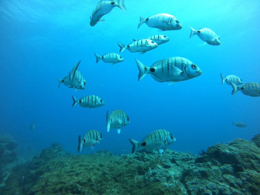 Tenerife: Puerto Colon Certified Scuba Dive by Speed Boat - What the underwater time is actually like (and what you should focus on)