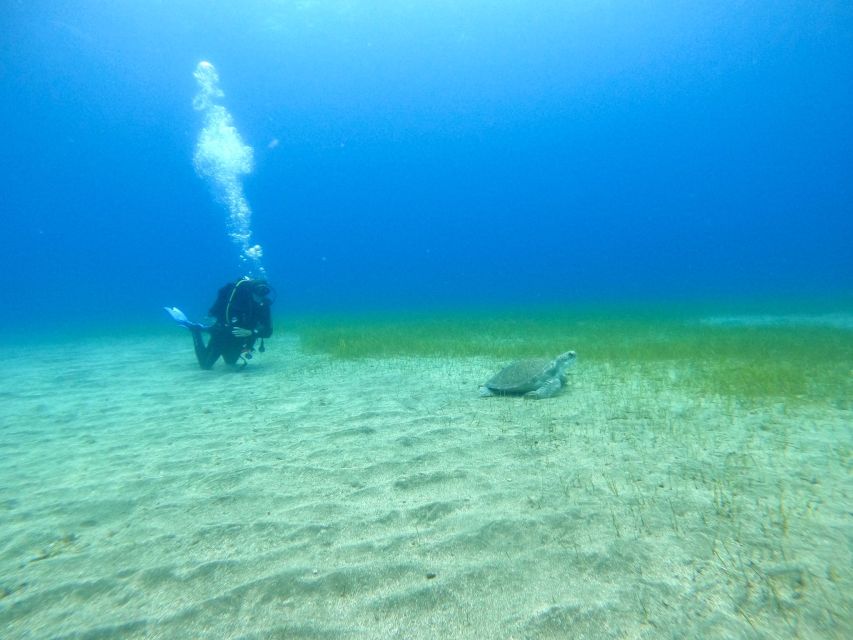 Tenerife: Puerto Colon Certified Scuba Dive by Speed Boat - After your session: rinsing gear, debriefing, and logbook stamps