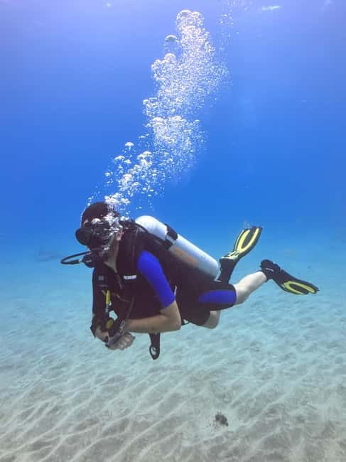 Tenerife: Scuba Dive & Fun, Discover the Magic of the Ocean - Wildlife viewing and how it fits into the day
