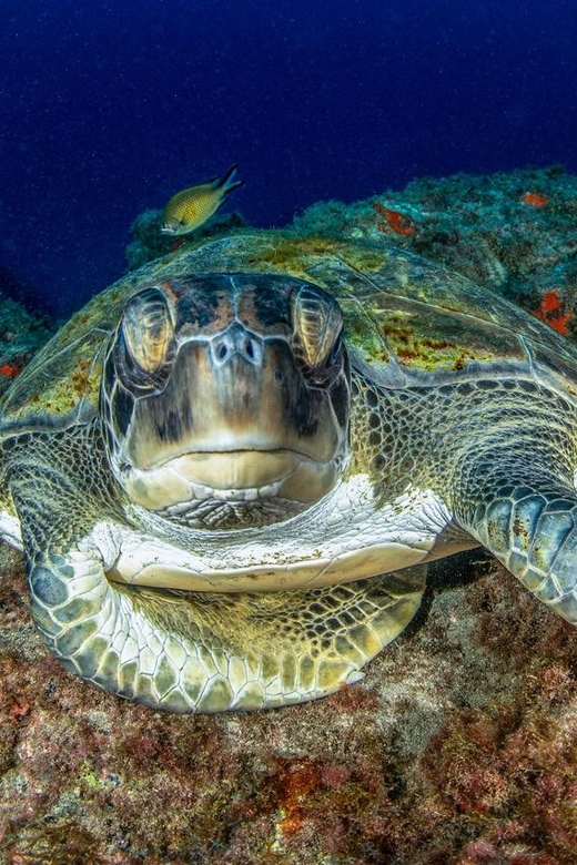 Tenerife: Scuba Diving Experience for Every Level - Key Highlights Worth Your Time