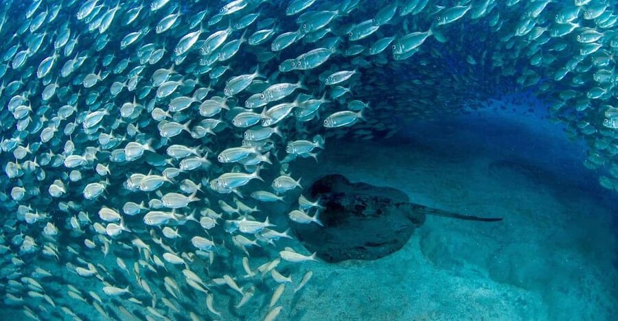 Tenerife: Scuba Diving Experience for Every Level - Playa de las Vistas: Where Your Tenerife Session Starts
