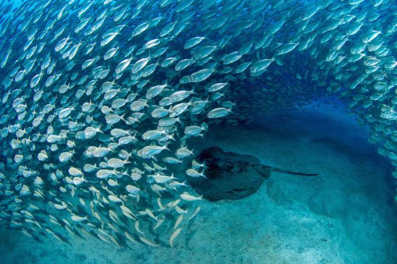 Tenerife: Scuba Diving Experience for Every Level - Price and Value: Is $98 Worth It?